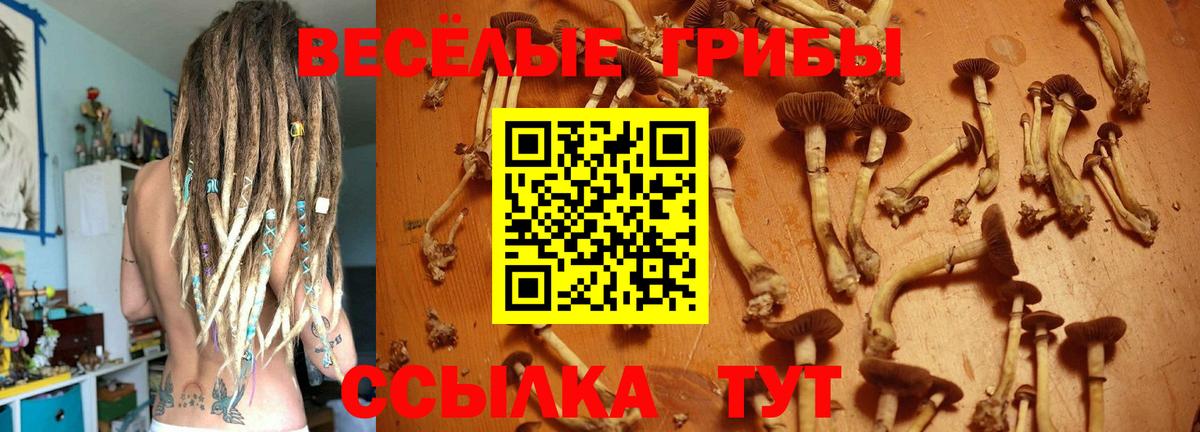 Псилоцибиновые грибы Cubensis Архангельск